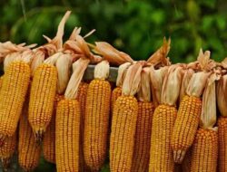 Angin Segar Buat Petani Jagung, Pemerintahan Gelontorkan 5 Triliun Serap Jagung Petani