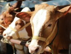 Jelang Idul Adha, Kadinkes Boalemo Imbau Masyarakat Pilih Hewan Kurban yang Sehat