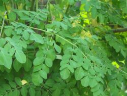 Daun Kelor, Si Pohon Ajaib: Kaya Antioksidan dan Baik untuk Diabetes