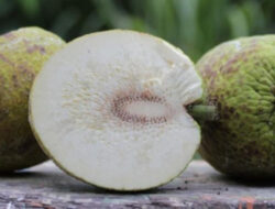 Rahasia Sehat Buah Sukun: Dari Jantung hingga Imunitas, tapi Ada yang Harus Hindari