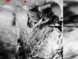 Tambang Ilegal di Hutan Lindung Tolangohula – Gorontalo Renggut Nyawa, Pemda dan Pemprov Dituding Tutup Mata