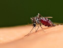 Kasus Malaria Meningkat, Dinkes Boalemo Gencarkan Pengendalian dan Edukasi Warga