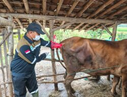 Dinas Pertanian Boalemo dan Desa Hulawa Sukses Laksanakan Sosialisasi Inseminasi Buatan Gratis
