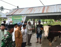 Sapi Kurban Presiden Tiba di Boalemo